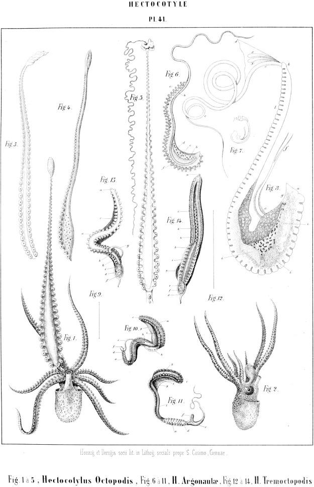 https://cdn.ncbi.nlm.nih.gov/pmc/blobs/9c9e/9868252/bf5ee57310c7/fcell-10-1072382-g001.jpg