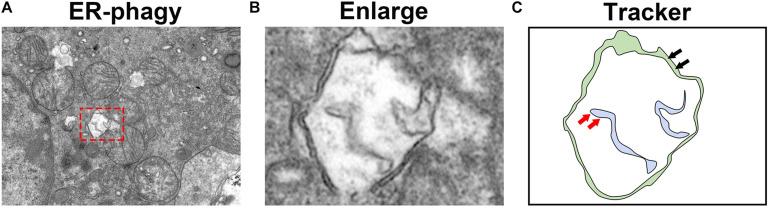 https://cdn.ncbi.nlm.nih.gov/pmc/blobs/9c9f/8299523/5c708a34860a/fcell-09-684526-g004.jpg