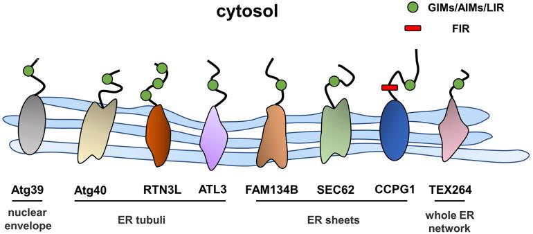 https://cdn.ncbi.nlm.nih.gov/pmc/blobs/9c9f/8299523/c3c2a633e1c8/fcell-09-684526-g002.jpg