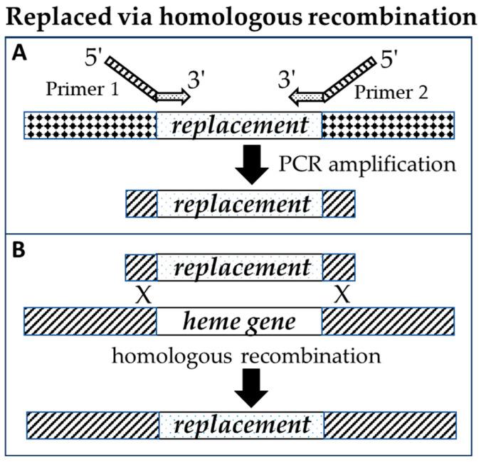 https://cdn.ncbi.nlm.nih.gov/pmc/blobs/9ca9/10604556/3accb041efdf/biomolecules-13-01485-g003.jpg