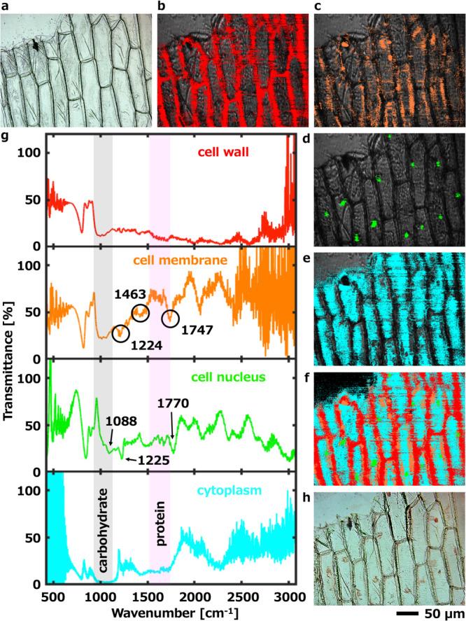 https://cdn.ncbi.nlm.nih.gov/pmc/blobs/9caf/10319884/d5a8fa07971c/41467_2023_39628_Fig5_HTML.jpg