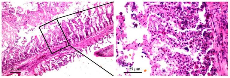https://cdn.ncbi.nlm.nih.gov/pmc/blobs/9caf/7762178/ab5d839e5dbd/viruses-12-01400-g003.jpg