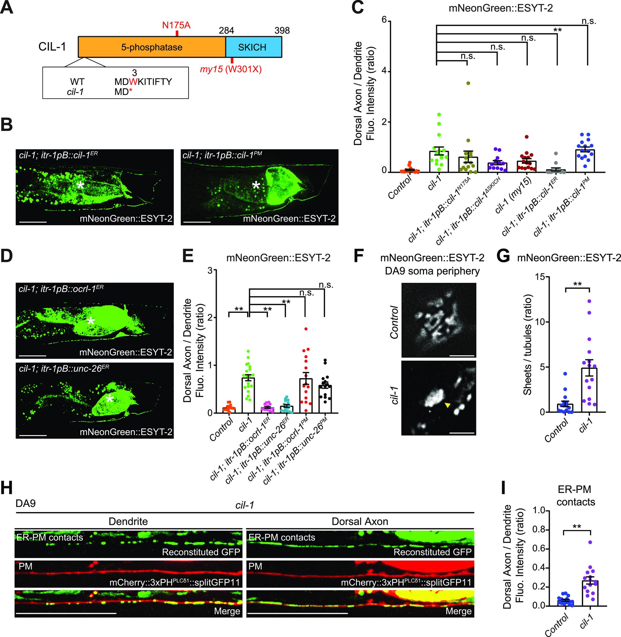 https://cdn.ncbi.nlm.nih.gov/pmc/blobs/9cb0/8507493/52c986c64a0d/LSA-2021-01092_Fig4.jpg