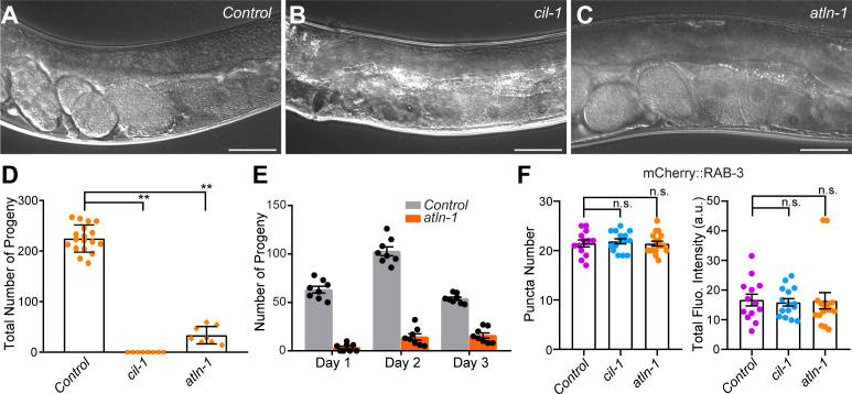 https://cdn.ncbi.nlm.nih.gov/pmc/blobs/9cb0/8507493/7ce68afee976/LSA-2021-01092_FigS3.jpg