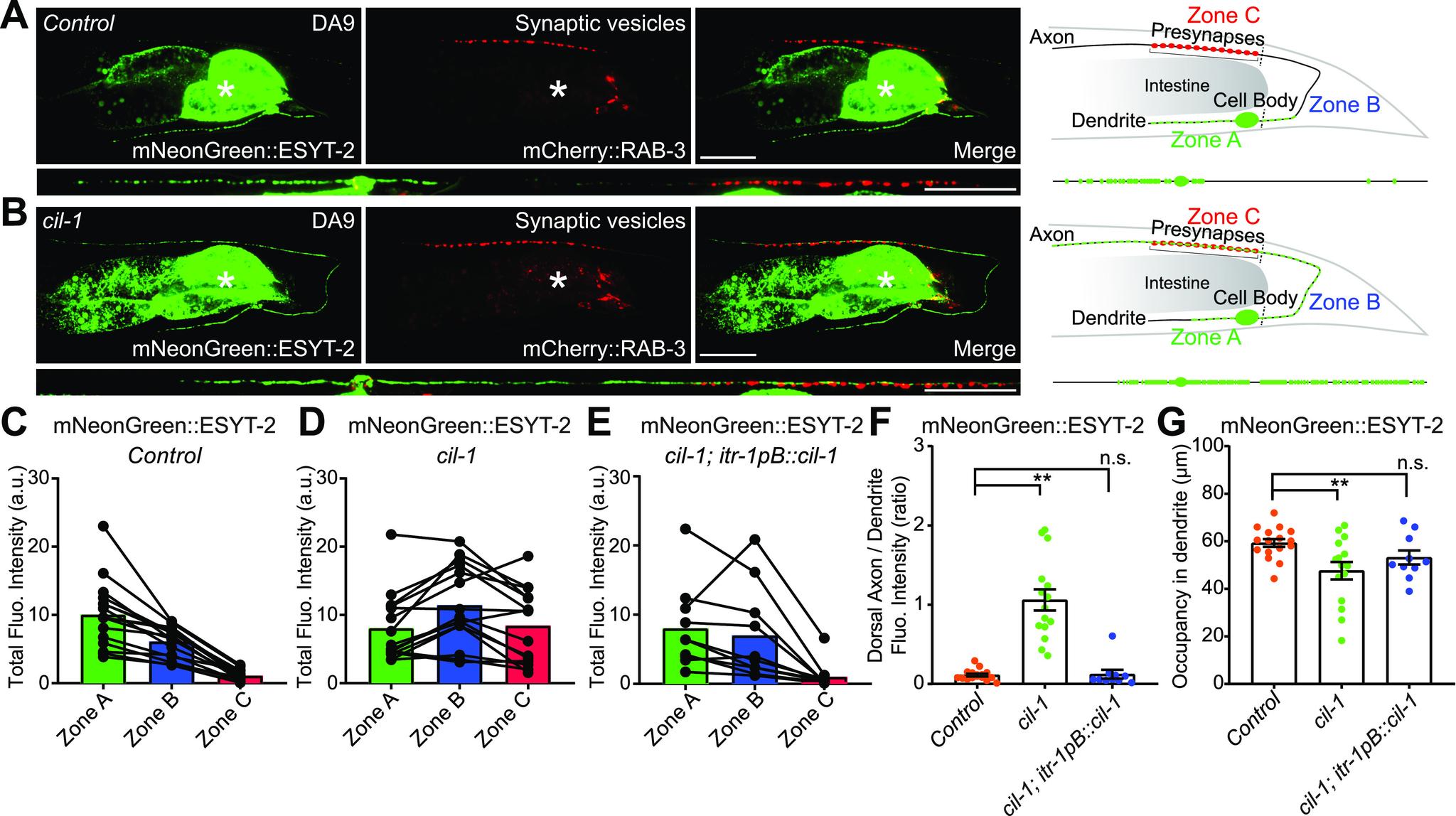 https://cdn.ncbi.nlm.nih.gov/pmc/blobs/9cb0/8507493/ba5056295dd4/LSA-2021-01092_Fig3.jpg