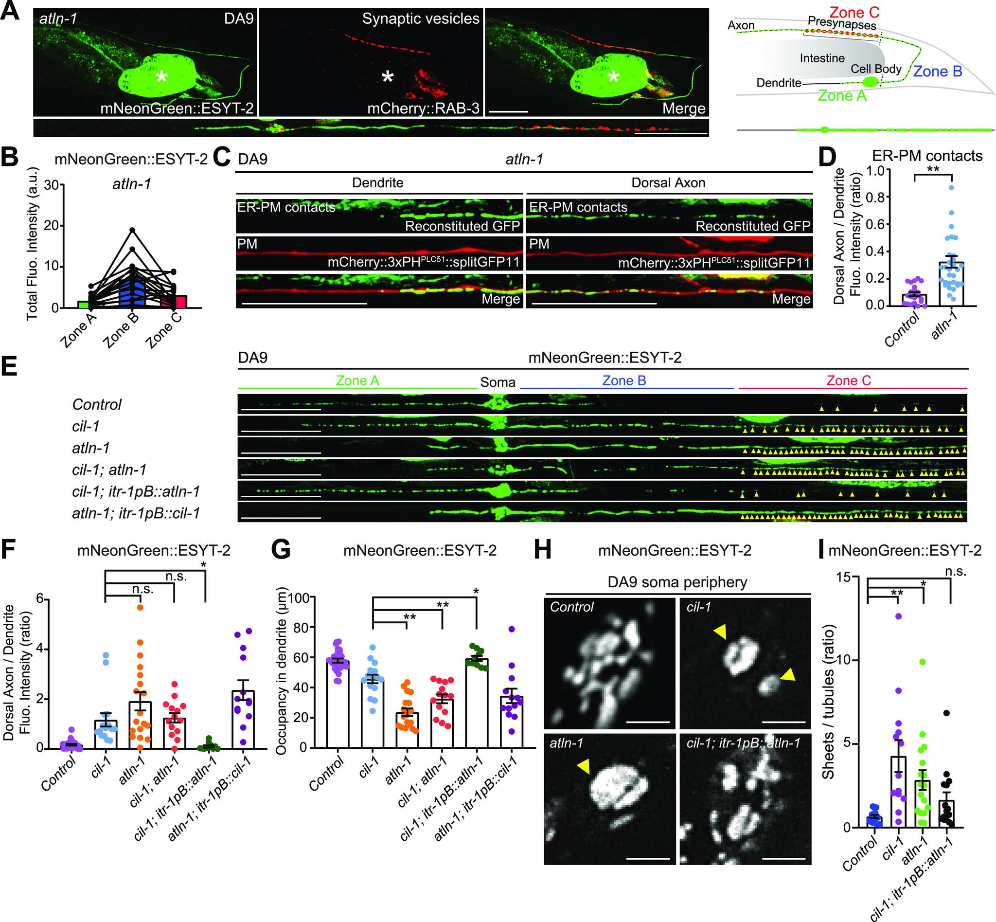 https://cdn.ncbi.nlm.nih.gov/pmc/blobs/9cb0/8507493/c3e4342b6414/LSA-2021-01092_Fig5.jpg