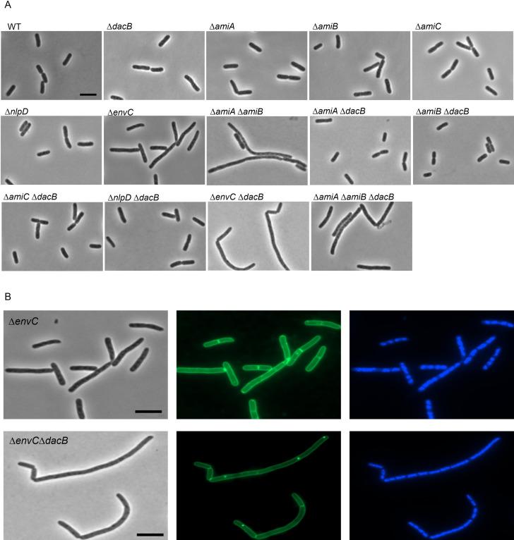 https://cdn.ncbi.nlm.nih.gov/pmc/blobs/9cb0/9166362/3247b331c353/pgen.1010222.g007.jpg
