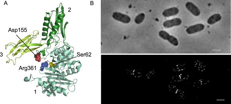 https://cdn.ncbi.nlm.nih.gov/pmc/blobs/9cb0/9166362/cbf7f57bdd7b/pgen.1010222.g001.jpg