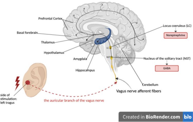 https://cdn.ncbi.nlm.nih.gov/pmc/blobs/9cb1/11732881/b2c081b662f7/10286_2024_1053_Fig5_HTML.jpg