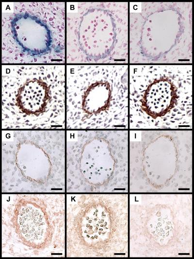 https://cdn.ncbi.nlm.nih.gov/pmc/blobs/9cb1/2364692/f002b1ea108c/jcb1810461f08.jpg