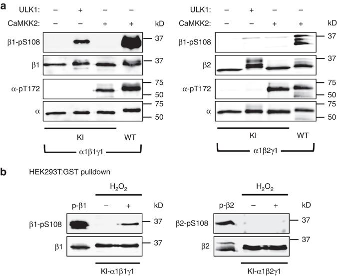 https://cdn.ncbi.nlm.nih.gov/pmc/blobs/9cb4/5603566/6a594828ab2a/41467_2017_628_Fig5_HTML.jpg