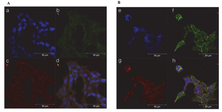 https://cdn.ncbi.nlm.nih.gov/pmc/blobs/9cb8/7226156/2027c66e25b9/cancers-12-00928-g005.jpg