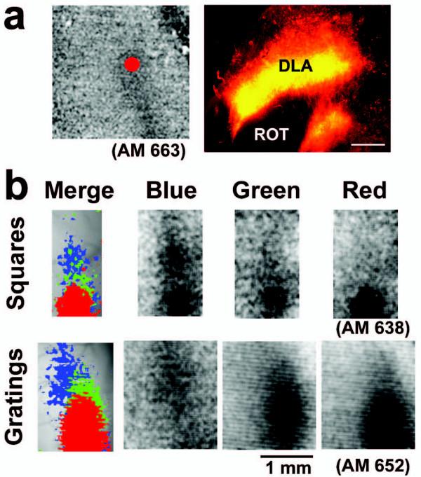 https://cdn.ncbi.nlm.nih.gov/pmc/blobs/9cba/1657023/ef20d4e0219f/1471-2202-7-75-4.jpg