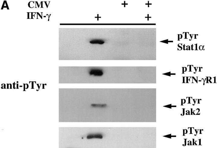 https://cdn.ncbi.nlm.nih.gov/pmc/blobs/9cba/2212176/4537a88ca505/JEM971103.f5a.jpg