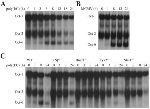 https://cdn.ncbi.nlm.nih.gov/pmc/blobs/9cba/2924845/c0bf478999fd/1471-2121-11-61-5.jpg