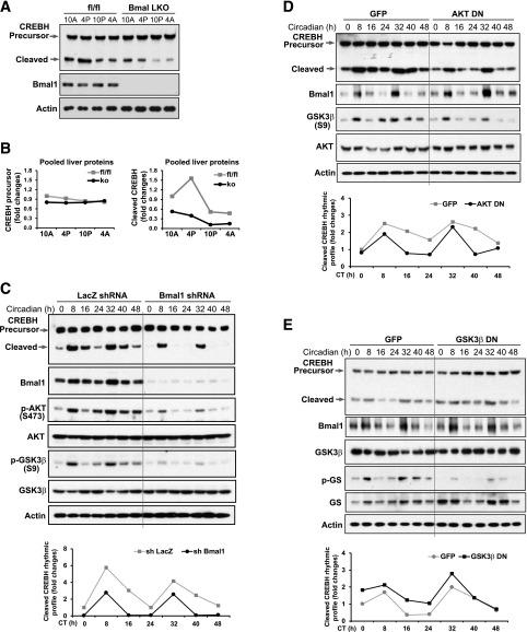 https://cdn.ncbi.nlm.nih.gov/pmc/blobs/9cc2/5079639/5d2476aa2193/db160298f2.jpg