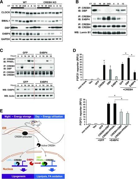 https://cdn.ncbi.nlm.nih.gov/pmc/blobs/9cc2/5079639/ac8763ed721e/db160298f8.jpg
