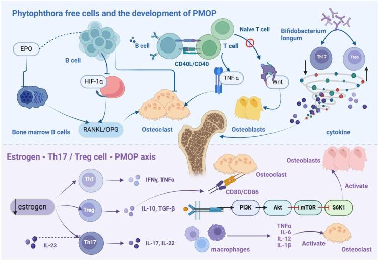 https://cdn.ncbi.nlm.nih.gov/pmc/blobs/9cc7/11671525/16fb20d22a14/fimmu-15-1497311-g001.jpg