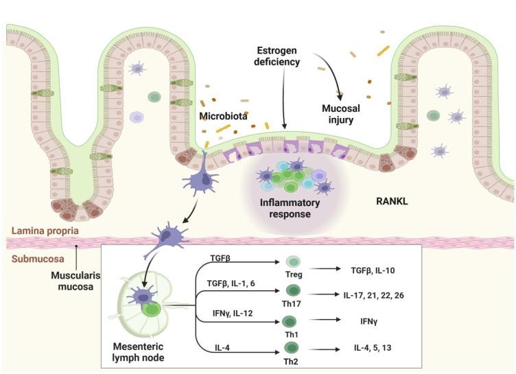 https://cdn.ncbi.nlm.nih.gov/pmc/blobs/9cc7/11671525/2af8da567675/fimmu-15-1497311-g002.jpg