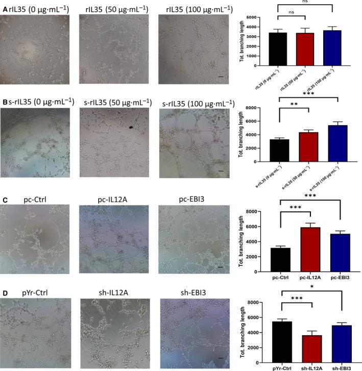 https://cdn.ncbi.nlm.nih.gov/pmc/blobs/9ccc/7714063/9445d2f40198/FEB4-10-2687-g004.jpg