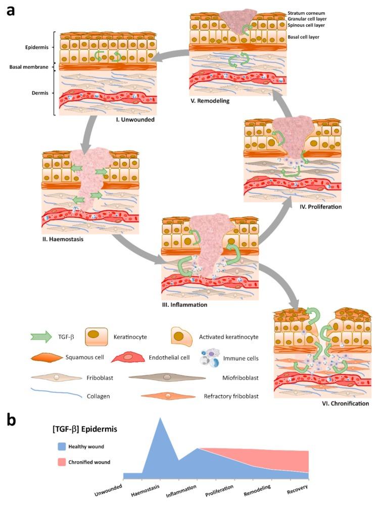 https://cdn.ncbi.nlm.nih.gov/pmc/blobs/9ccd/7072438/b4cc8472e76f/cells-09-00306-g001.jpg