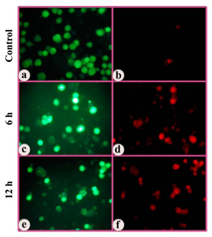 https://cdn.ncbi.nlm.nih.gov/pmc/blobs/9cd0/7583785/34b6add935fc/molecules-25-04504-g004.jpg