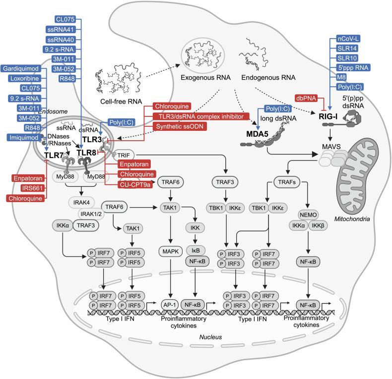 https://cdn.ncbi.nlm.nih.gov/pmc/blobs/9cd4/11920230/22e9b6fedff9/41392_2025_2174_Fig7_HTML.jpg
