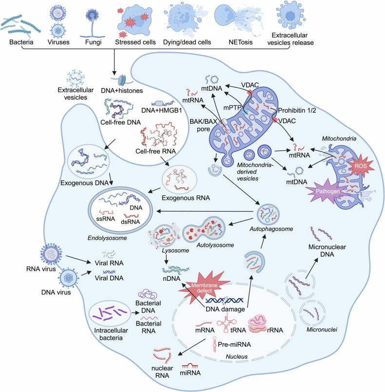 https://cdn.ncbi.nlm.nih.gov/pmc/blobs/9cd4/11920230/2bb0369f6f7b/41392_2025_2174_Fig4_HTML.jpg