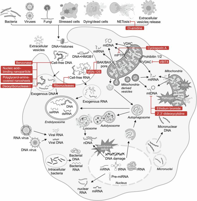 https://cdn.ncbi.nlm.nih.gov/pmc/blobs/9cd4/11920230/53a2bae073e7/41392_2025_2174_Fig5_HTML.jpg