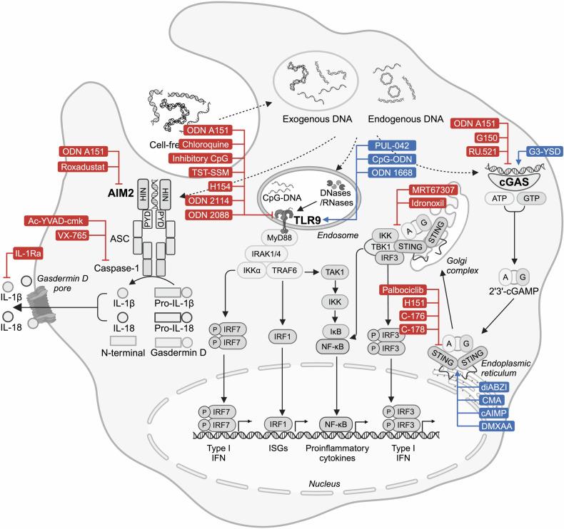 https://cdn.ncbi.nlm.nih.gov/pmc/blobs/9cd4/11920230/ef593e4a0f88/41392_2025_2174_Fig6_HTML.jpg