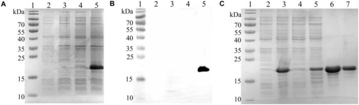 https://cdn.ncbi.nlm.nih.gov/pmc/blobs/9cd5/12117355/2c16806f61ee/FSB2-39-e70676-g006.jpg