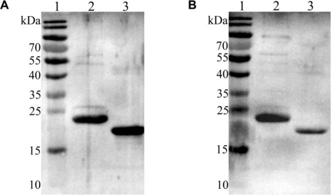 https://cdn.ncbi.nlm.nih.gov/pmc/blobs/9cd5/12117355/54f604db3fb6/FSB2-39-e70676-g007.jpg