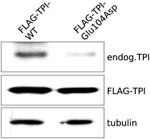 https://cdn.ncbi.nlm.nih.gov/pmc/blobs/9cd6/1762313/543acebd31d0/pone.0000030.g006.jpg