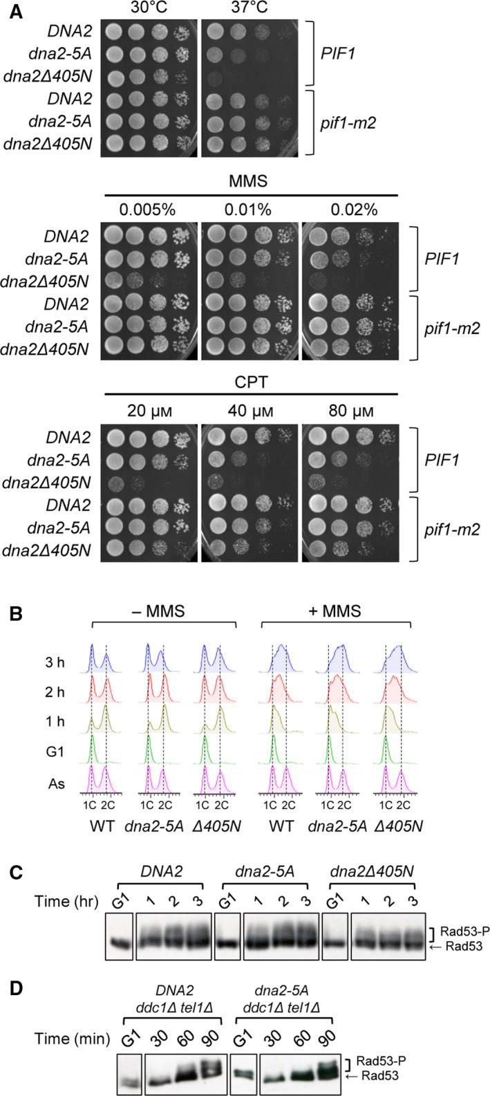https://cdn.ncbi.nlm.nih.gov/pmc/blobs/9cd6/7984218/0524cda24bb5/FEBS-288-1224-g006.jpg
