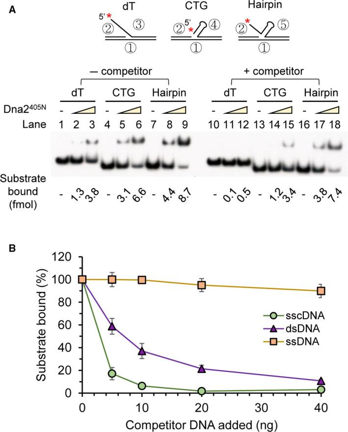https://cdn.ncbi.nlm.nih.gov/pmc/blobs/9cd6/7984218/420b1f135ede/FEBS-288-1224-g003.jpg