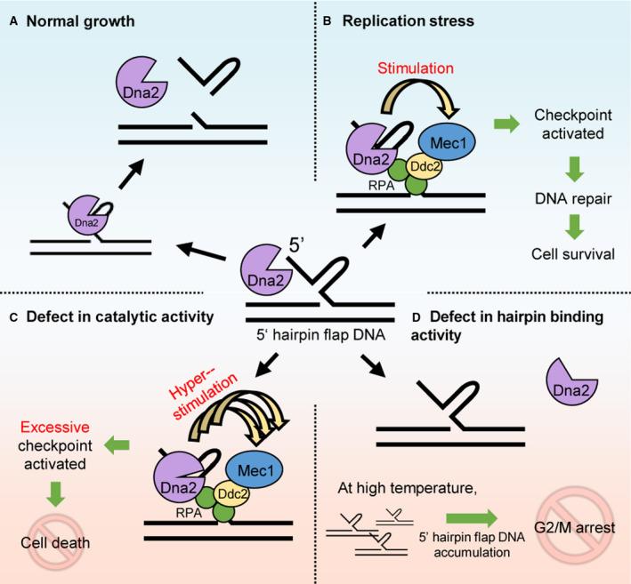 https://cdn.ncbi.nlm.nih.gov/pmc/blobs/9cd6/7984218/97fa73a5e257/FEBS-288-1224-g005.jpg