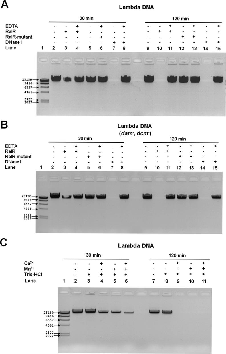 https://cdn.ncbi.nlm.nih.gov/pmc/blobs/9cd9/4041452/2928b3c6c2bd/gku279fig2.jpg