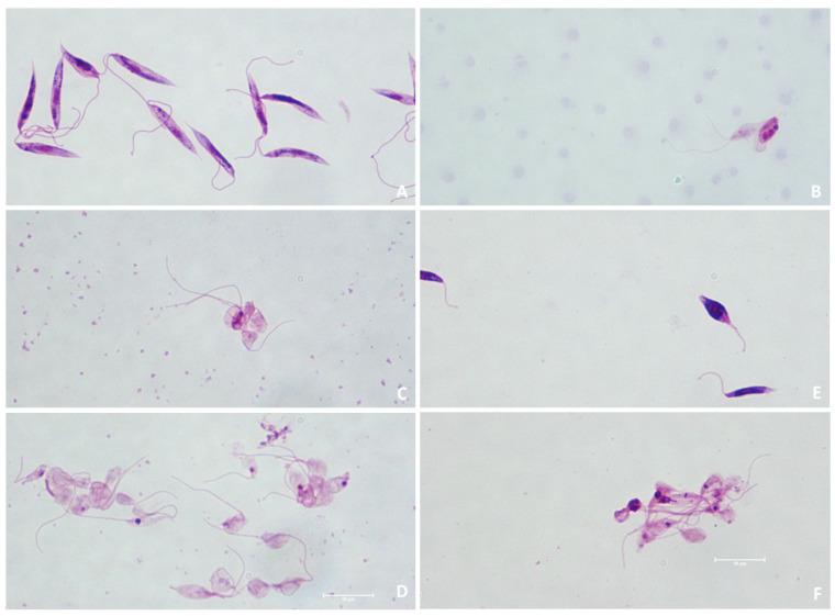 https://cdn.ncbi.nlm.nih.gov/pmc/blobs/9cd9/9457810/14b959d2fe43/molecules-27-05401-g007.jpg