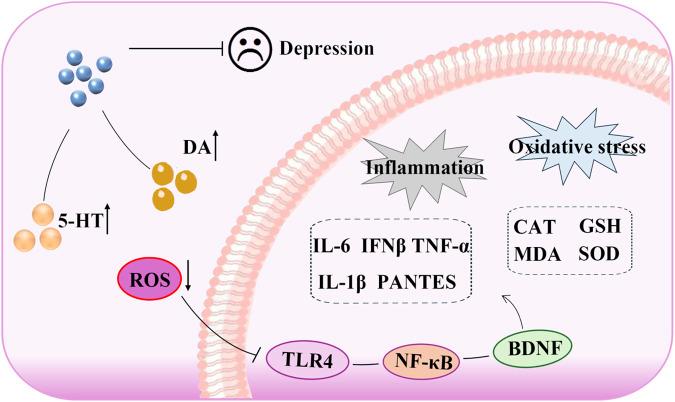 https://cdn.ncbi.nlm.nih.gov/pmc/blobs/9cdc/12122742/bffd1070eef2/fphar-16-1585290-g008.jpg
