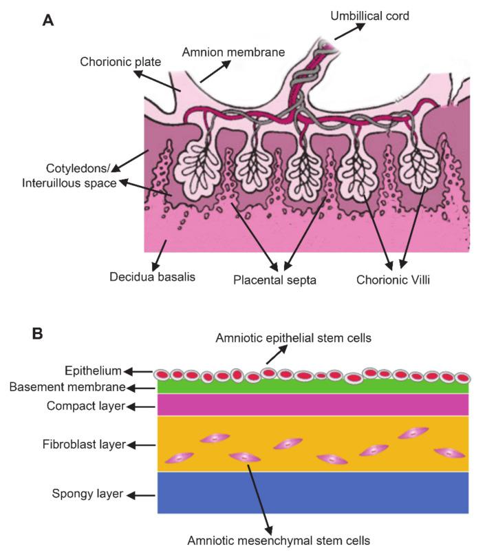 https://cdn.ncbi.nlm.nih.gov/pmc/blobs/9cde/7835733/8cb0b7d93982/ijms-22-00970-g001.jpg
