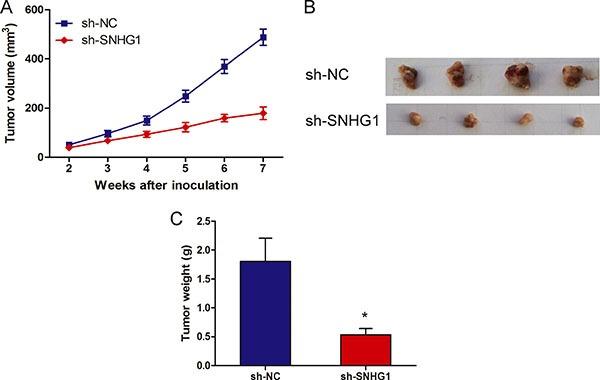 https://cdn.ncbi.nlm.nih.gov/pmc/blobs/9ce0/5392286/d62abd622dd2/oncotarget-08-17785-g003.jpg
