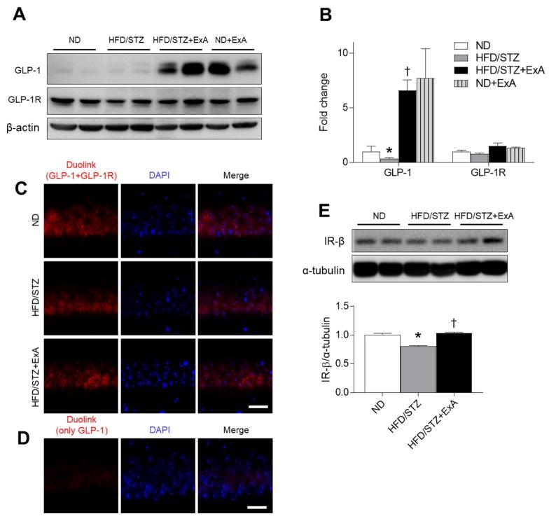 https://cdn.ncbi.nlm.nih.gov/pmc/blobs/9ce2/7076426/631b81131abe/pharmaceutics-12-00159-g007.jpg