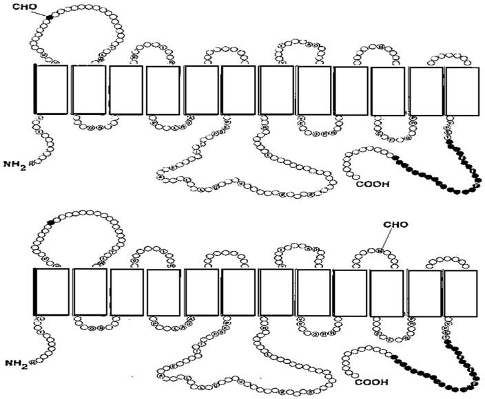 https://cdn.ncbi.nlm.nih.gov/pmc/blobs/9cef/12347752/d70449c9bbdb/ijms-26-07392-g001.jpg