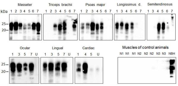 https://cdn.ncbi.nlm.nih.gov/pmc/blobs/9cf1/11845164/3b36ca136576/24-0903-F3.jpg