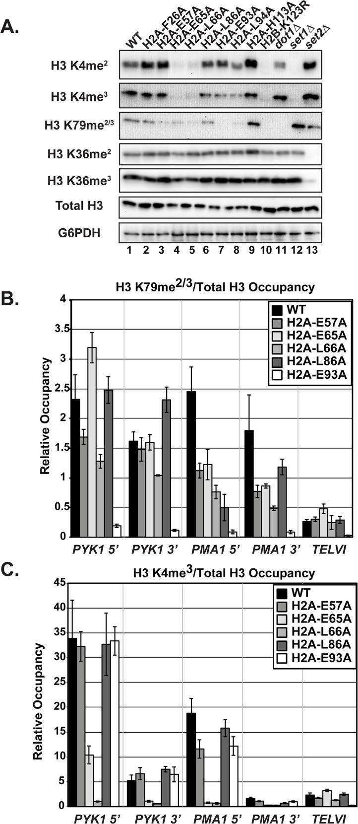 https://cdn.ncbi.nlm.nih.gov/pmc/blobs/9cf8/4524731/ee41d326647e/pgen.1005420.g004.jpg