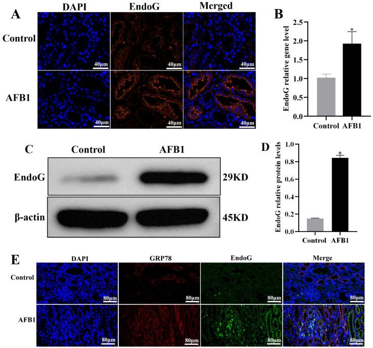 https://cdn.ncbi.nlm.nih.gov/pmc/blobs/9cfb/11860441/c315f881e72f/vetsci-12-00130-g006.jpg