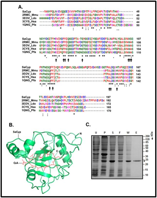 https://cdn.ncbi.nlm.nih.gov/pmc/blobs/9cfd/5450249/1a2dcba2fd20/97320630013078F1.jpg