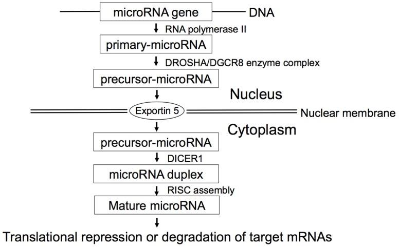 https://cdn.ncbi.nlm.nih.gov/pmc/blobs/9d02/4810107/97ae12fc92b5/jcm-05-00036-g001.jpg