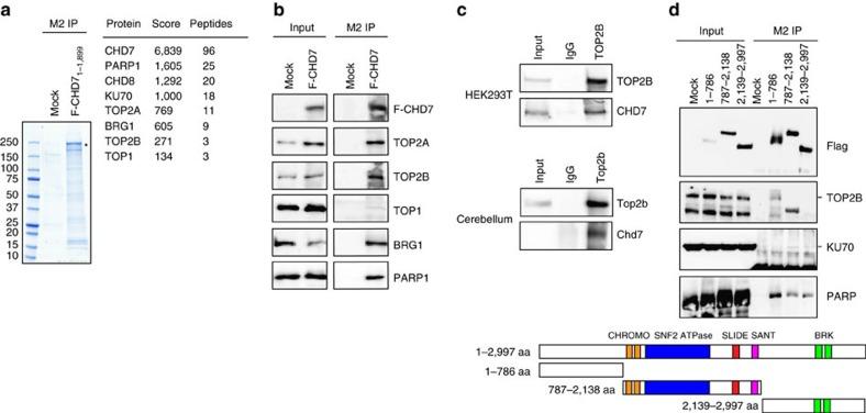 https://cdn.ncbi.nlm.nih.gov/pmc/blobs/9d03/5364396/6931173a2799/ncomms14758-f5.jpg