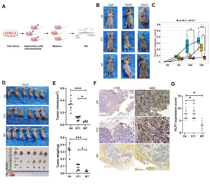 https://cdn.ncbi.nlm.nih.gov/pmc/blobs/9d04/11877147/add72e3a5a95/abbs-2024-077-t6.jpg